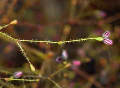Eriogonum glandulosum
