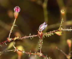 Eriogonum glandulosum