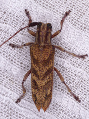 Saperda obliqua