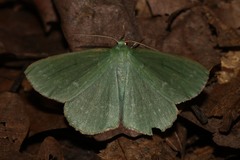 Geometra papilionaria