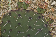 Opuntia confusa