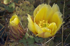 Opuntia confusa