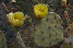 Opuntia confusa