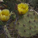Confused Pricklypear - Photo (c) Ad Konings, some rights reserved (CC BY-NC), uploaded by Ad Konings