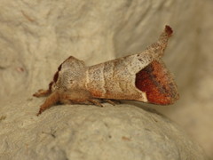 Clostera curtula