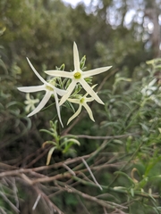 Anthocercis angustifolia