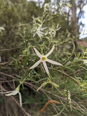 Anthocercis angustifolia