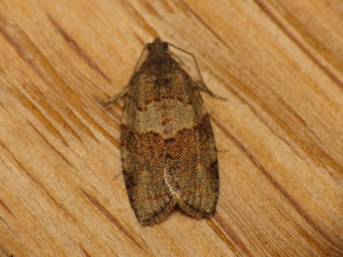 Plačiajuostis syndemis nuotrauka