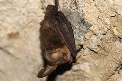 Plecotus auritus