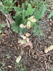 Silene vulgaris