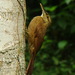 Ovenbirds and Woodcreepers - Photo (c) barloventomagico, some rights reserved (CC BY-NC-ND)