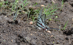 Protographium epidaus epidaus