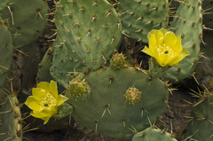 Opuntia cyclodes