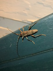 Elytrimitatrix undata