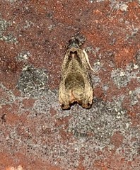 Olethreutes corylana