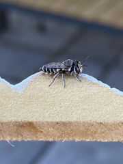 Megachile