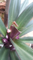 Anasa varicornis