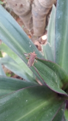 Anasa varicornis