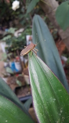 Anasa varicornis
