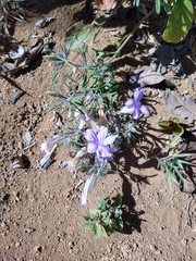 Ruellia incompta