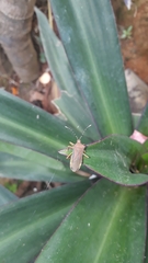 Anasa varicornis
