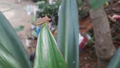 Anasa varicornis
