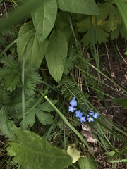 Myosotis asiatica