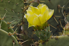 Opuntia cyclodes