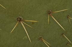 Opuntia cyclodes
