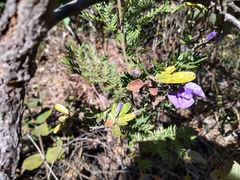 Periandra mediterranea