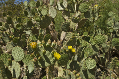 Opuntia cyclodes