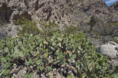 Opuntia cyclodes