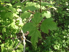 Viburnum trilobum image