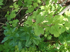 Viburnum trilobum image