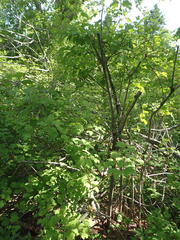 Viburnum trilobum image