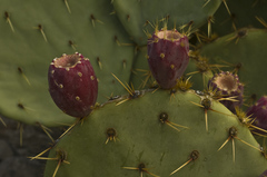 Opuntia cyclodes