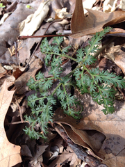 Sceptridium dissectum dissectum