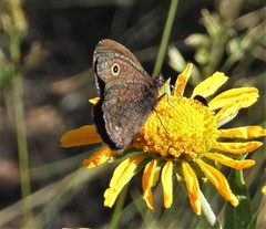 Cercyonis oetus