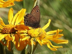 Cercyonis oetus