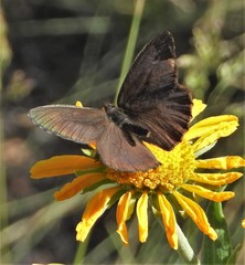 Cercyonis oetus