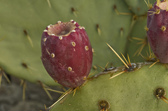 Opuntia cyclodes