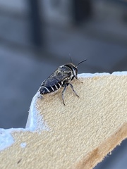 Megachile