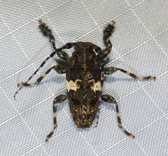 Aegomorphus quadrigibbus