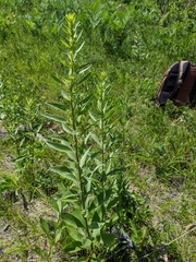 Solidago speciosa jejunifolia