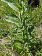 Solidago speciosa jejunifolia
