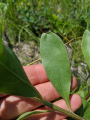 Solidago speciosa jejunifolia