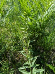 Solidago speciosa jejunifolia