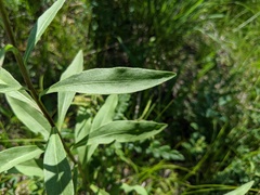 Solidago speciosa jejunifolia