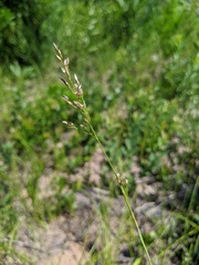 Piptatheropsis pungens