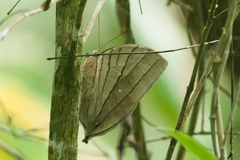 Amathuxidia amythaon